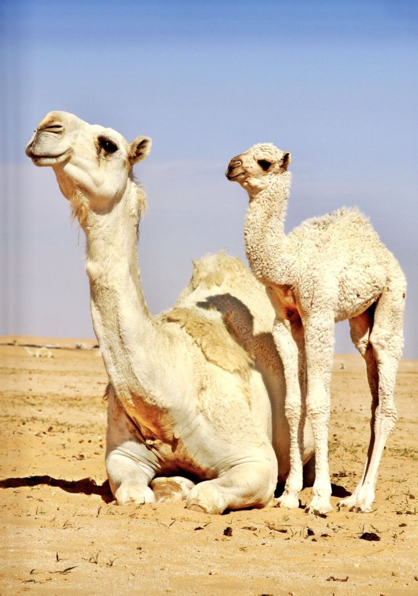 Крупное животное с горбом и гривой