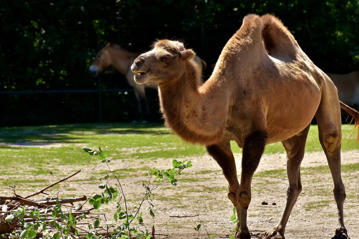 Двугорбый верблюд бактриан
