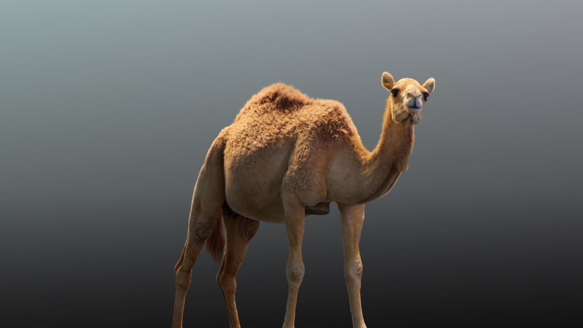 Camel портрет