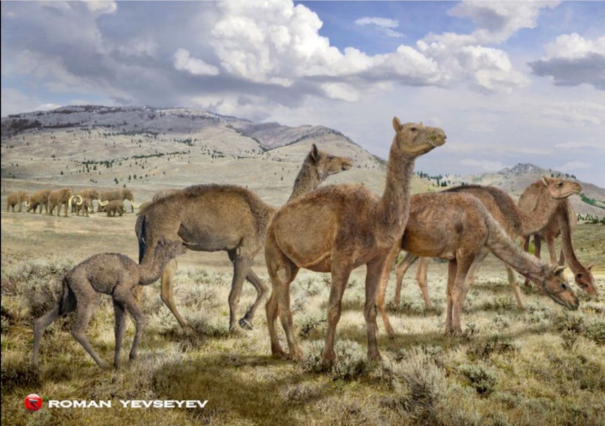 Верблюд с рогами