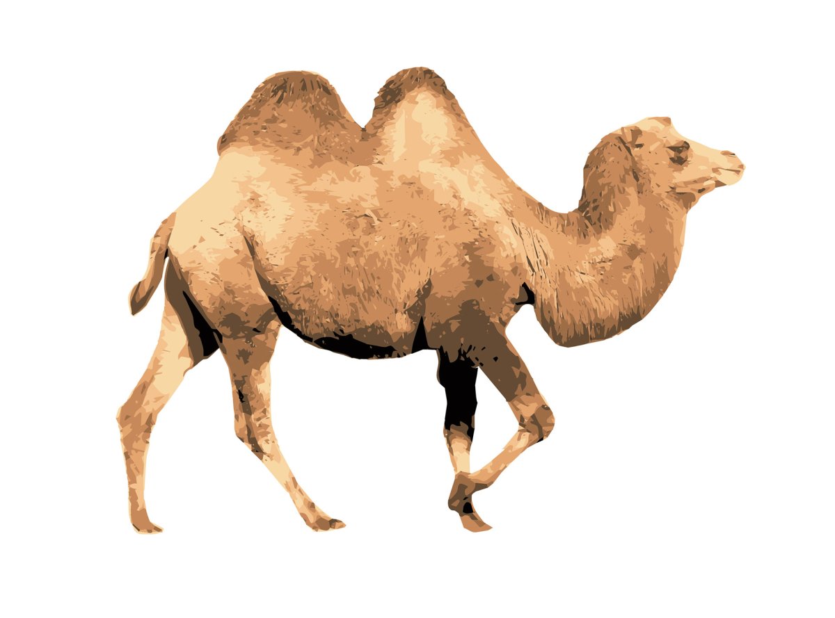 Ты в зоопарке был верблюд видел