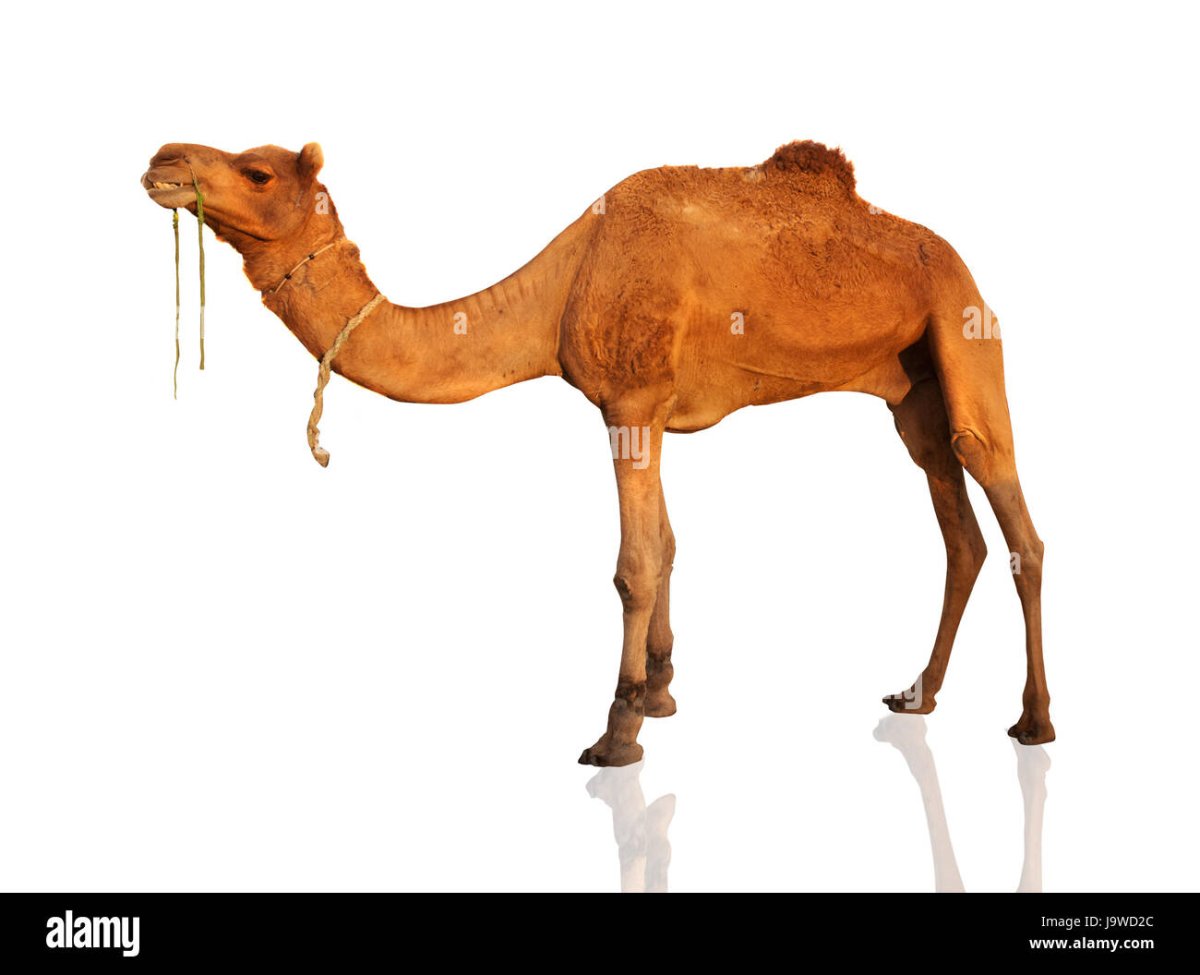 Интересные факты о верблюдах