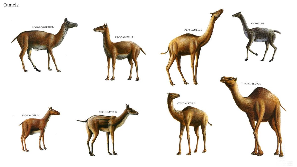 Кама гибрид верблюда