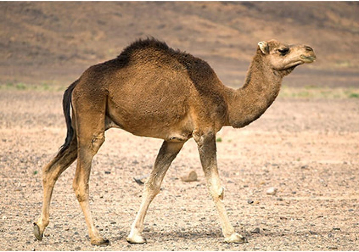 Лысый верблюд