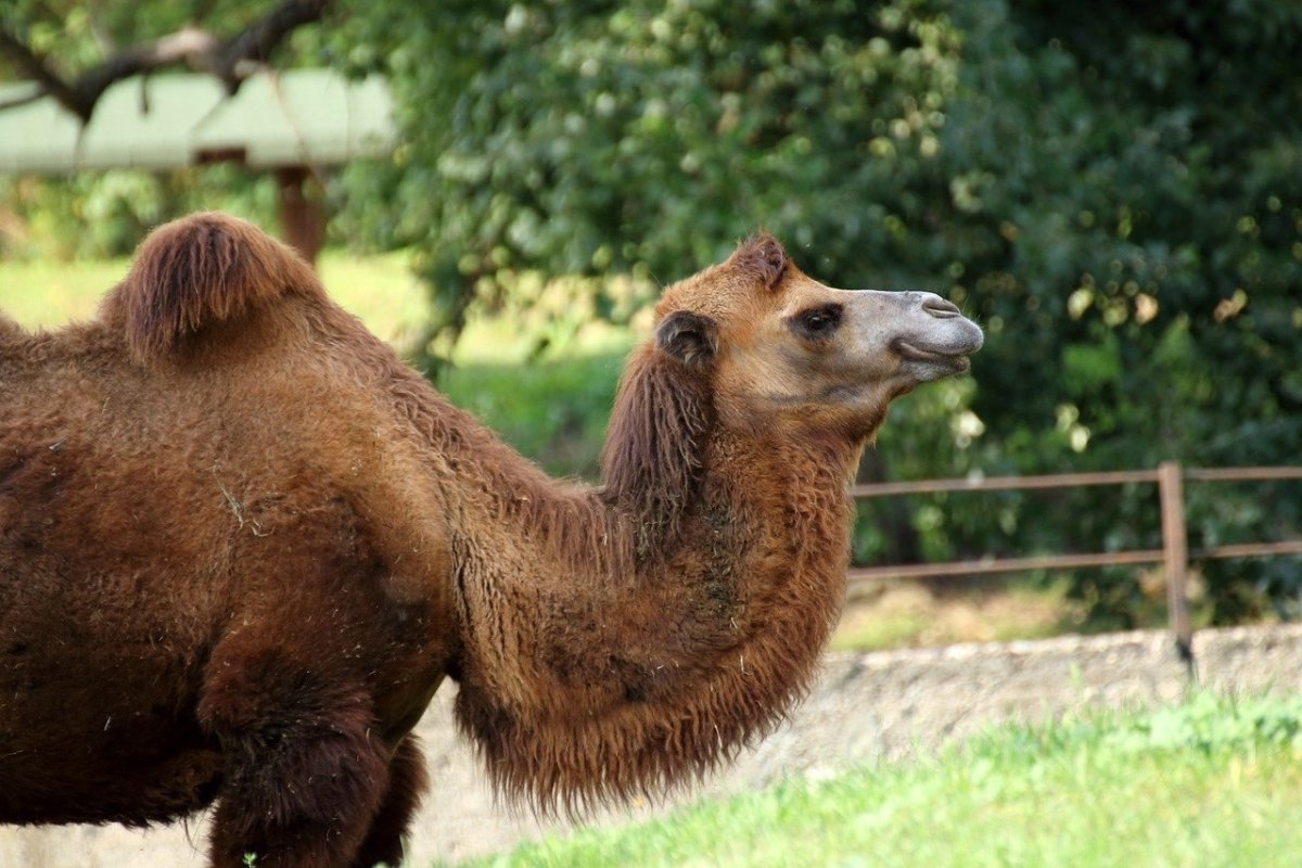 Сидячий верблюд