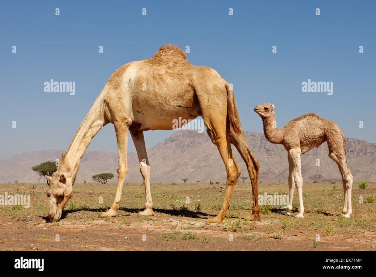 Молодой верблюжонок