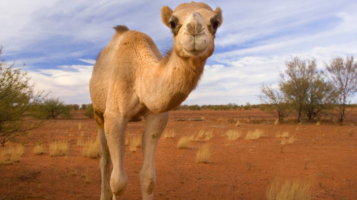Одногорбый верблюд малыш