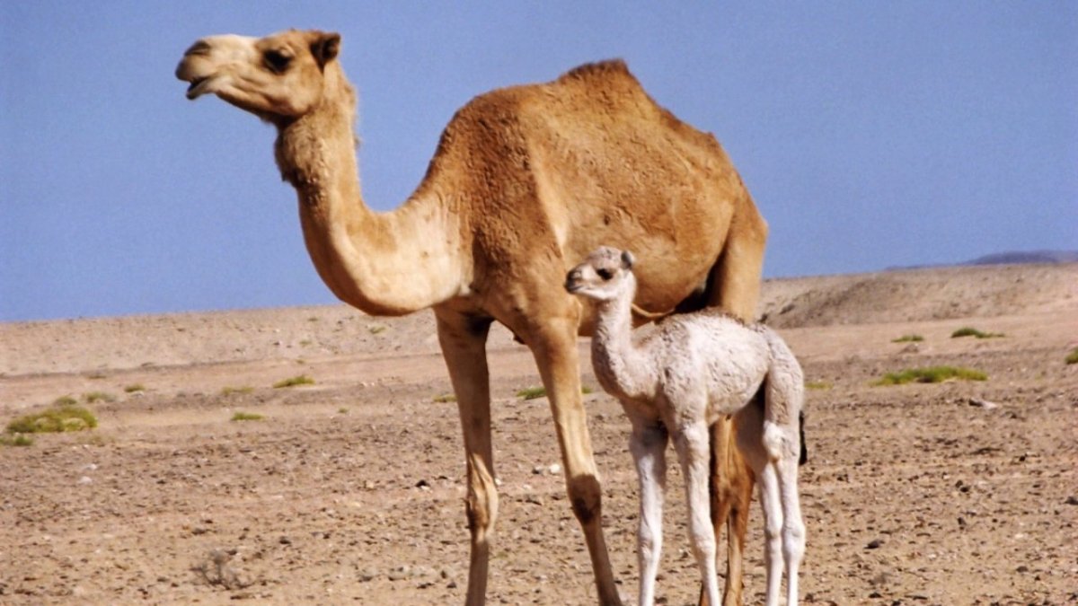 Верблюд потомство