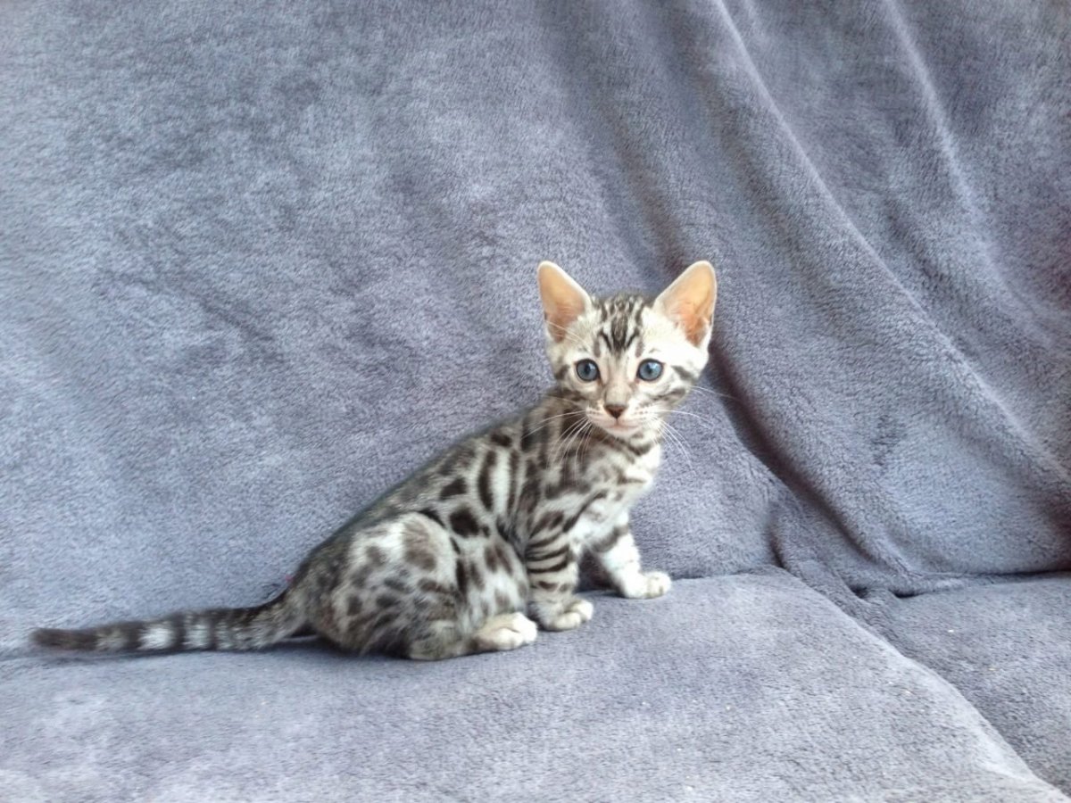 Серый бенгал котенок