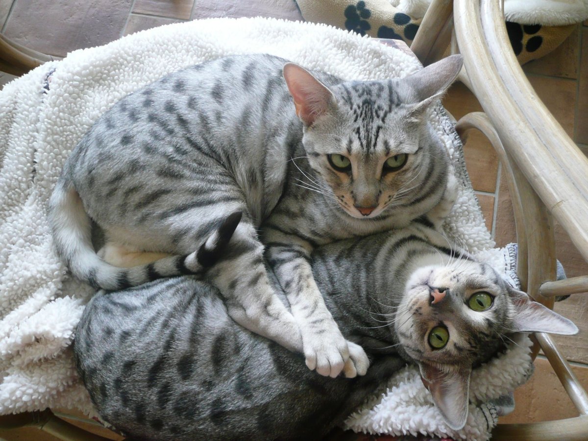 Валяный бенгальский кот