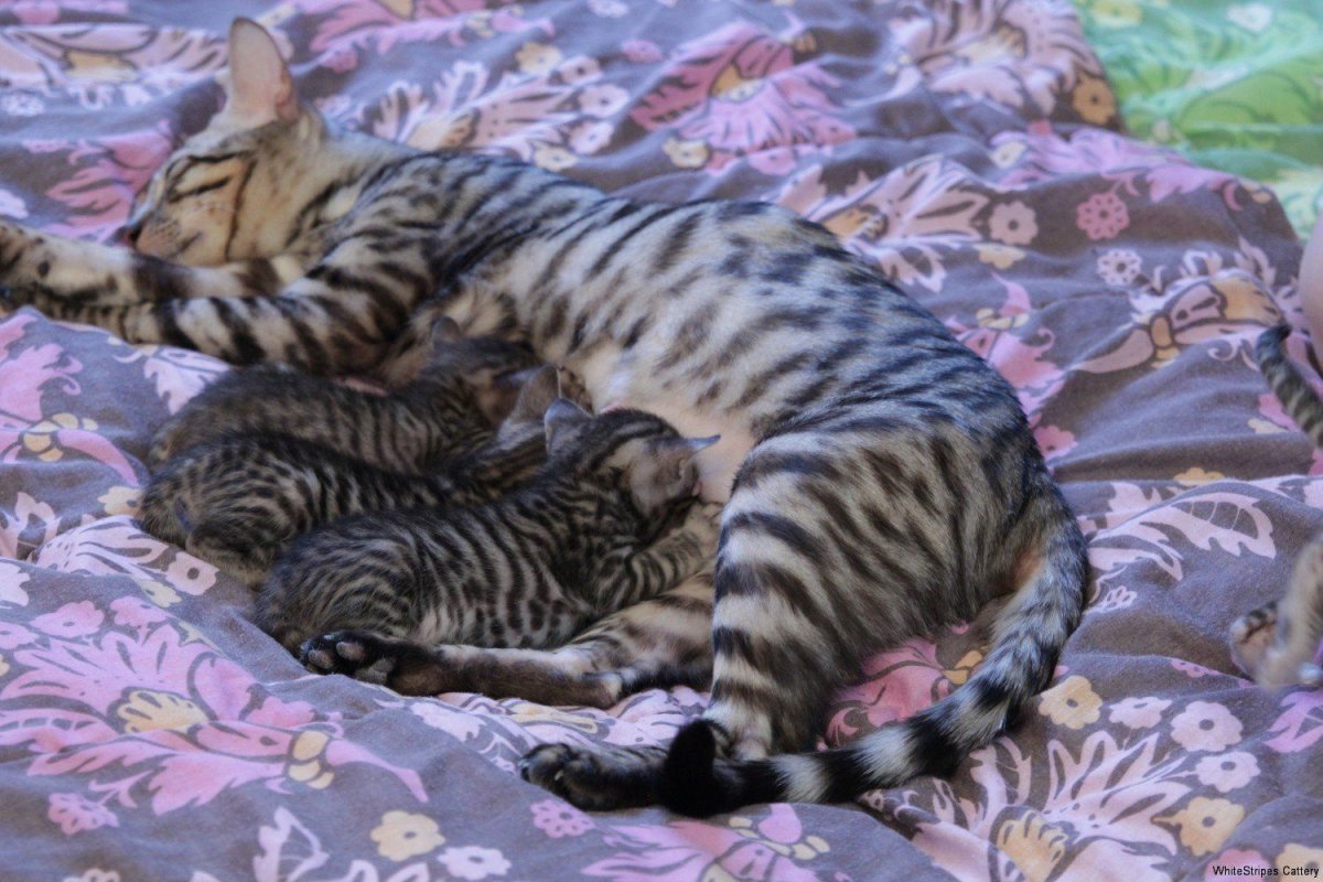Бенгальские котята маленькие