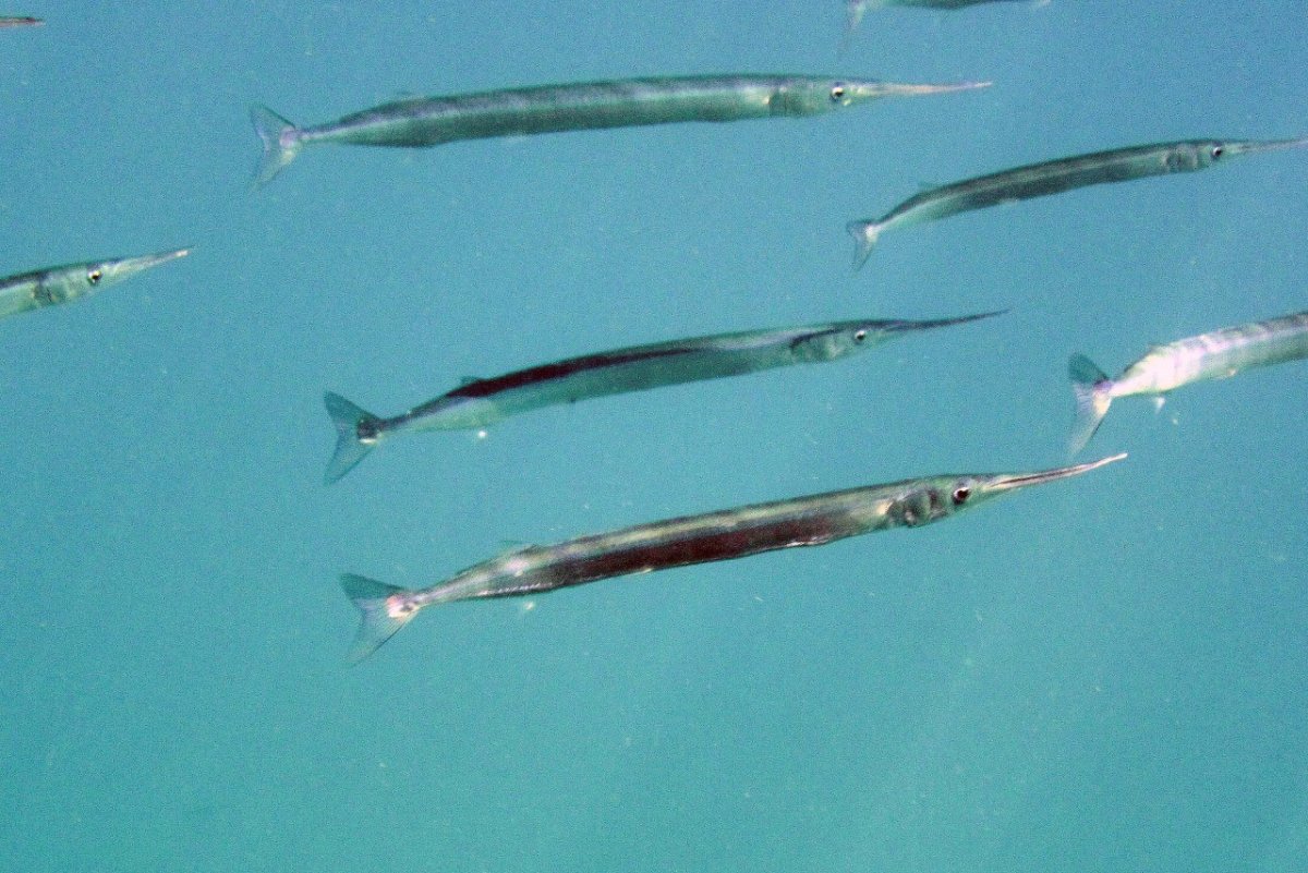 Рыба игла на белом фоне