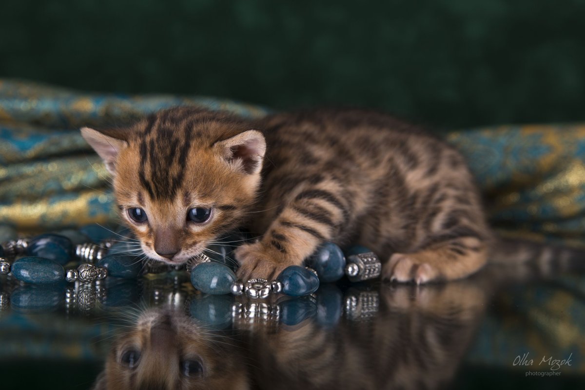 Бельгийский тойгер