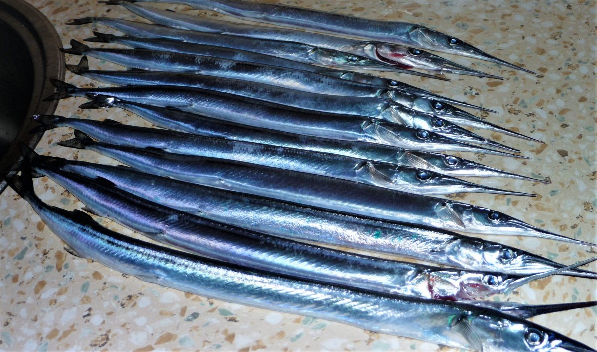 Сарган рыба в черном море