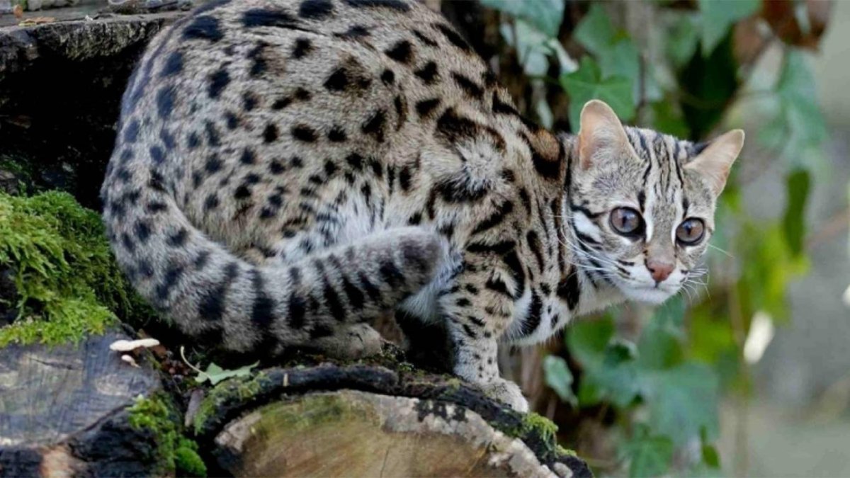 Бенгальская кошка белая