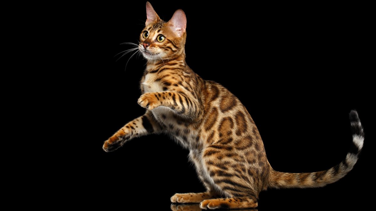 Домашний леопард Бенгальская кошка