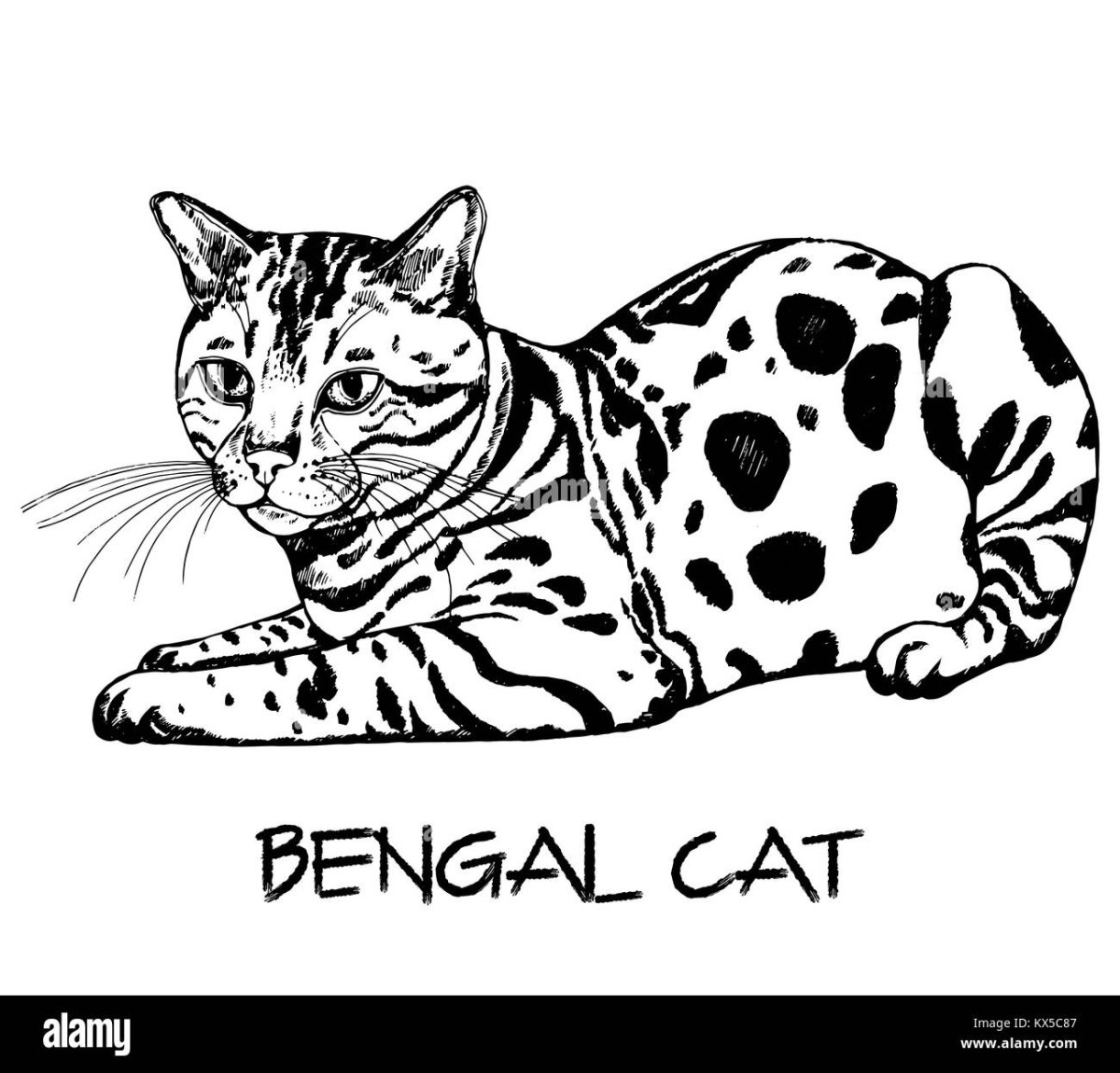 Бенгальская кошка котенок