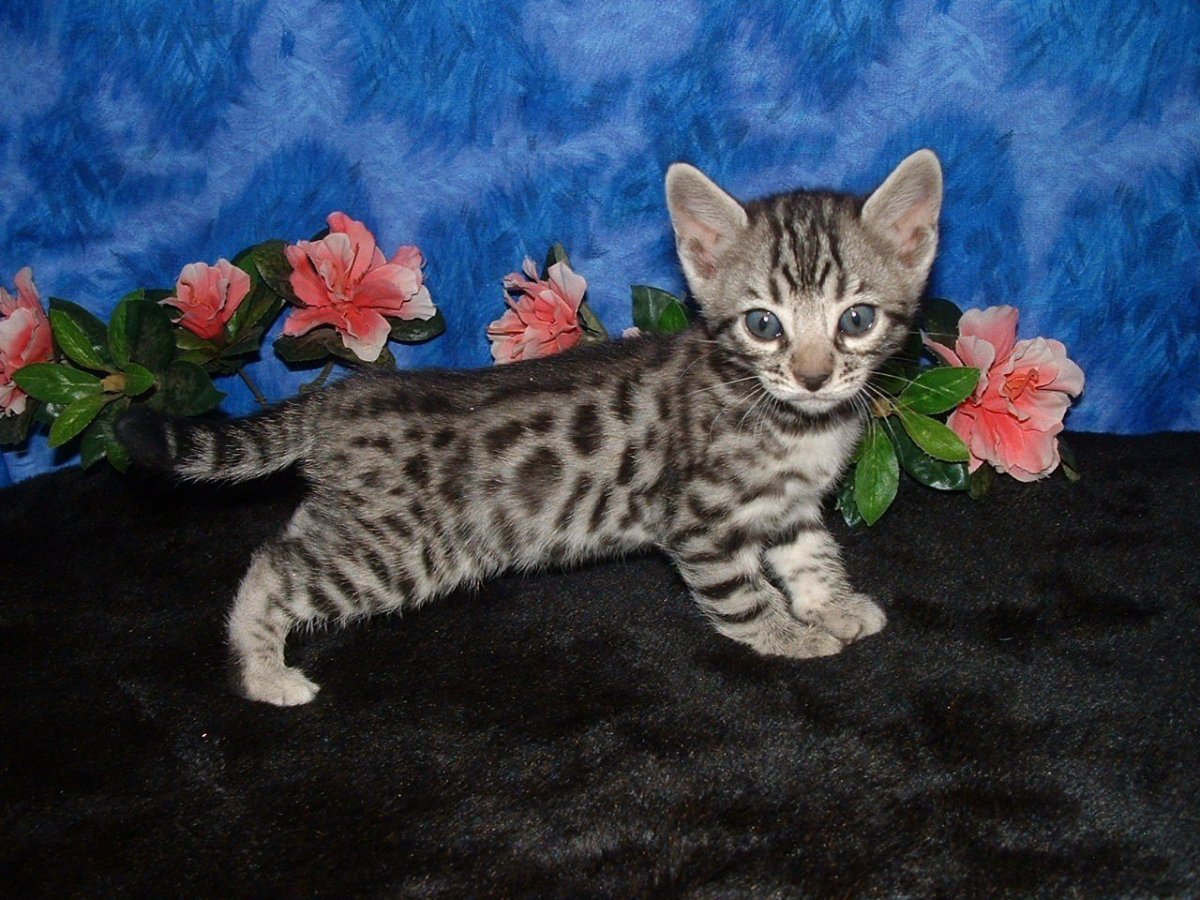 Бенгал Сильвер табби