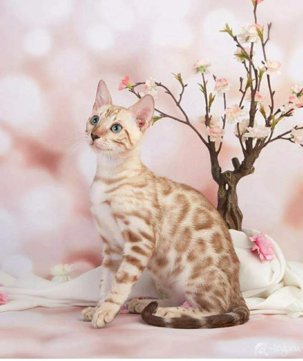 Кошка свернулась клубком