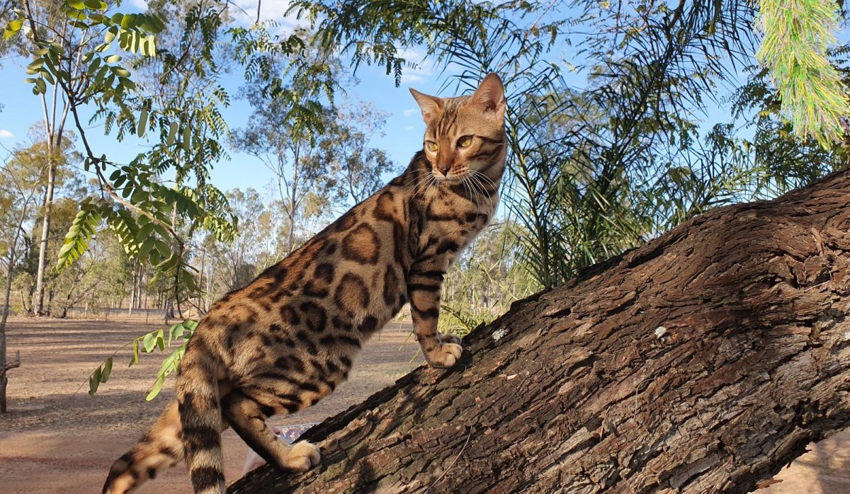 Бенгальские котята