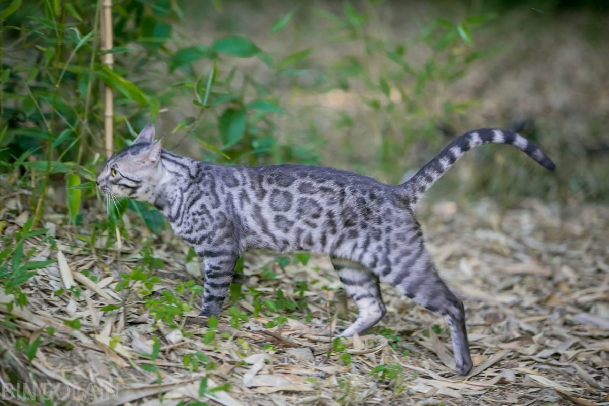 Бенгальская кошка табби