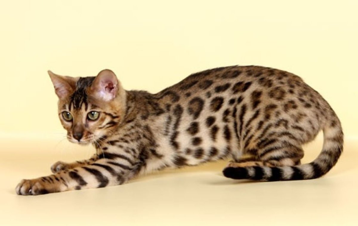 Бенгал Сорель