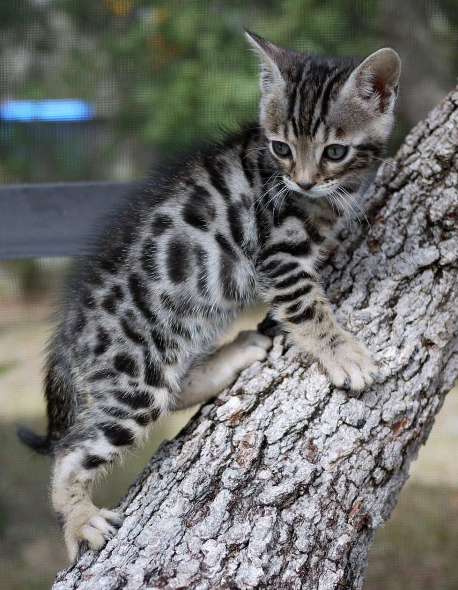 Бенгал Сильвер табби