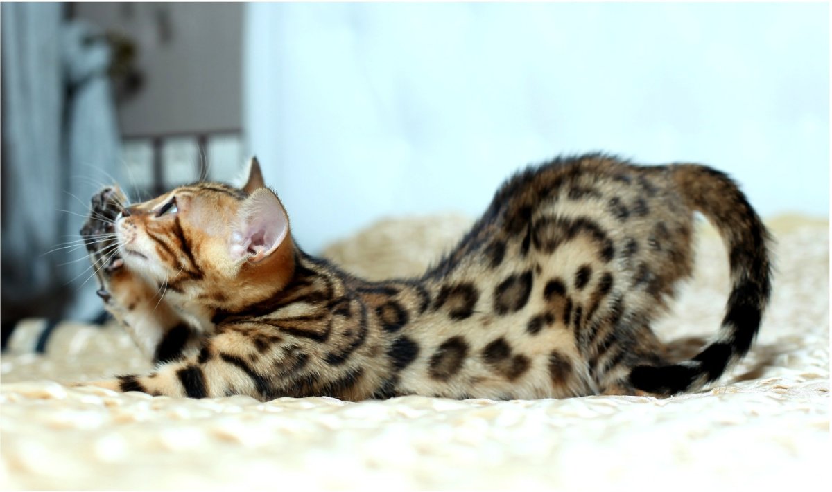 Бенгальский котенок Клайд