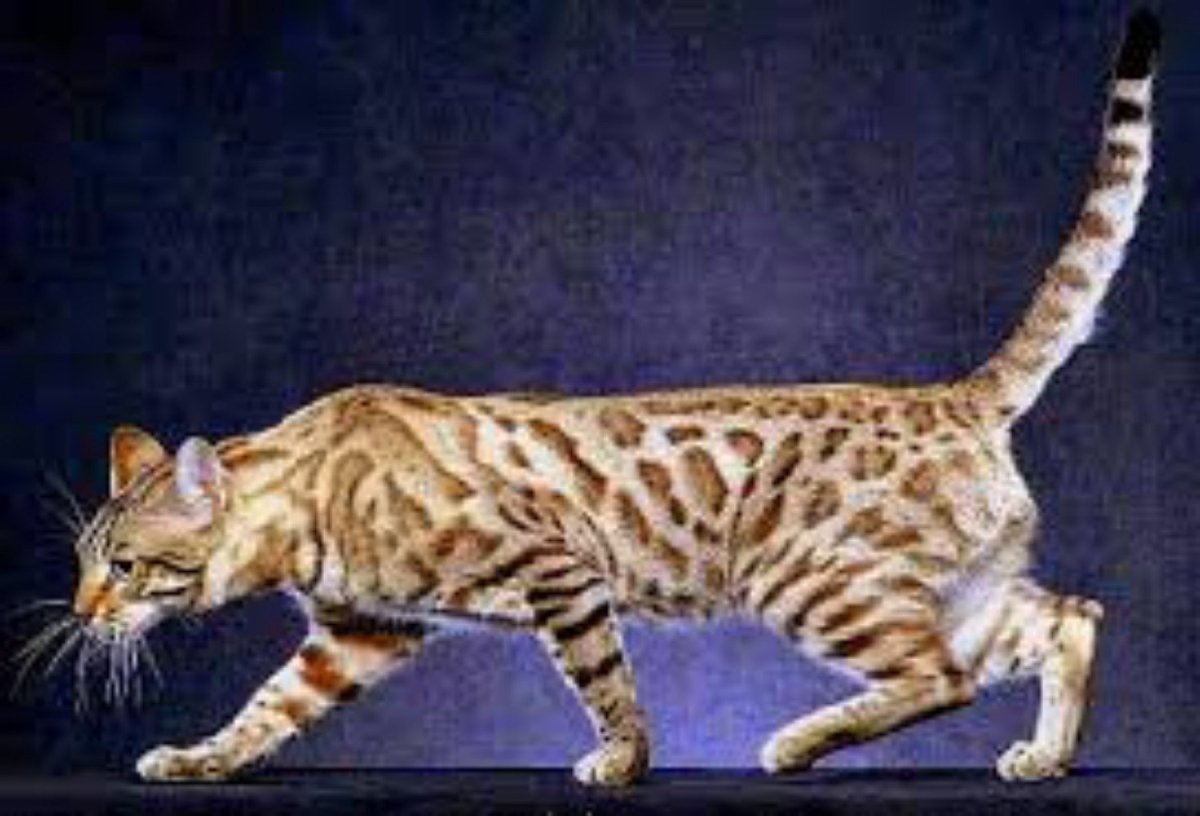 Бенгальская кошка