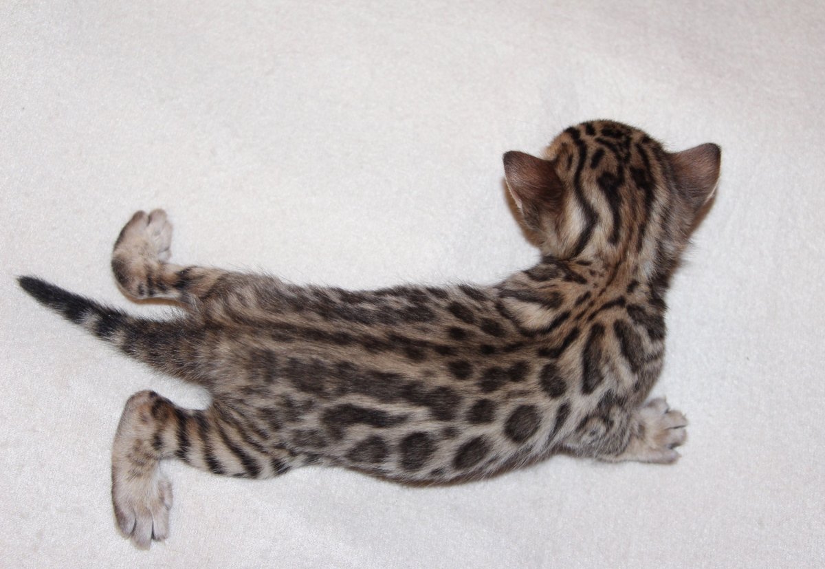 Бенгальские котята Новорожденные