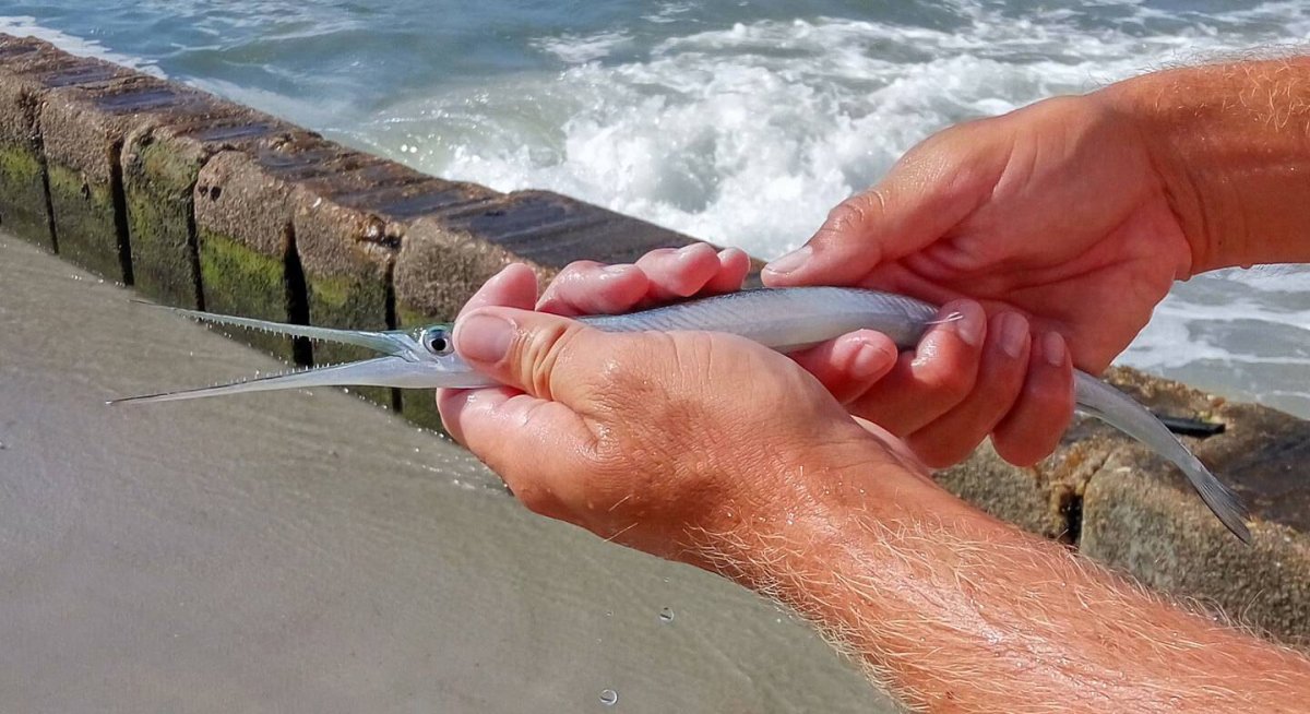 Черноморская рыба Сарган