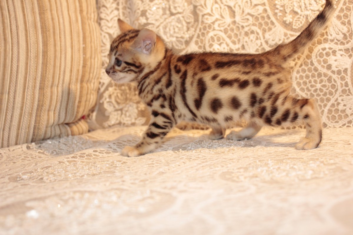 Бенгальская кошка