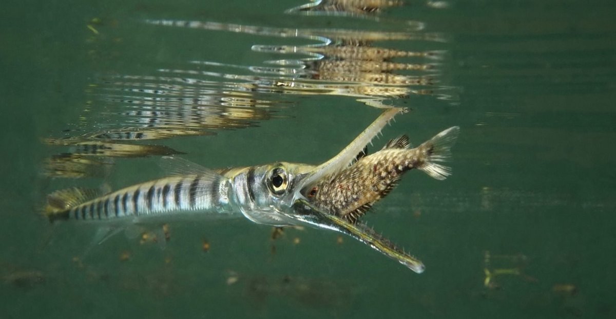 Рыба крокодиловый Сарган