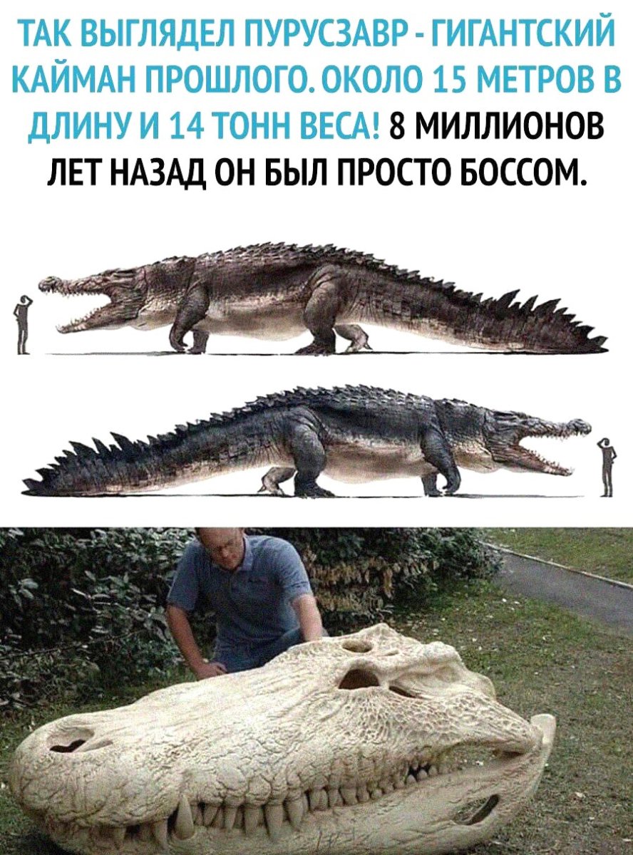 Гигантский Кайман пурусзавр