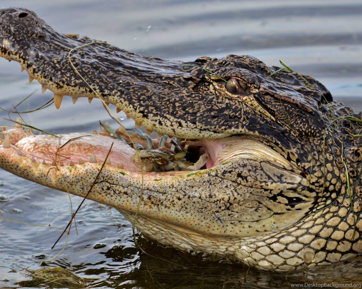 Укус гребнистого крокодила