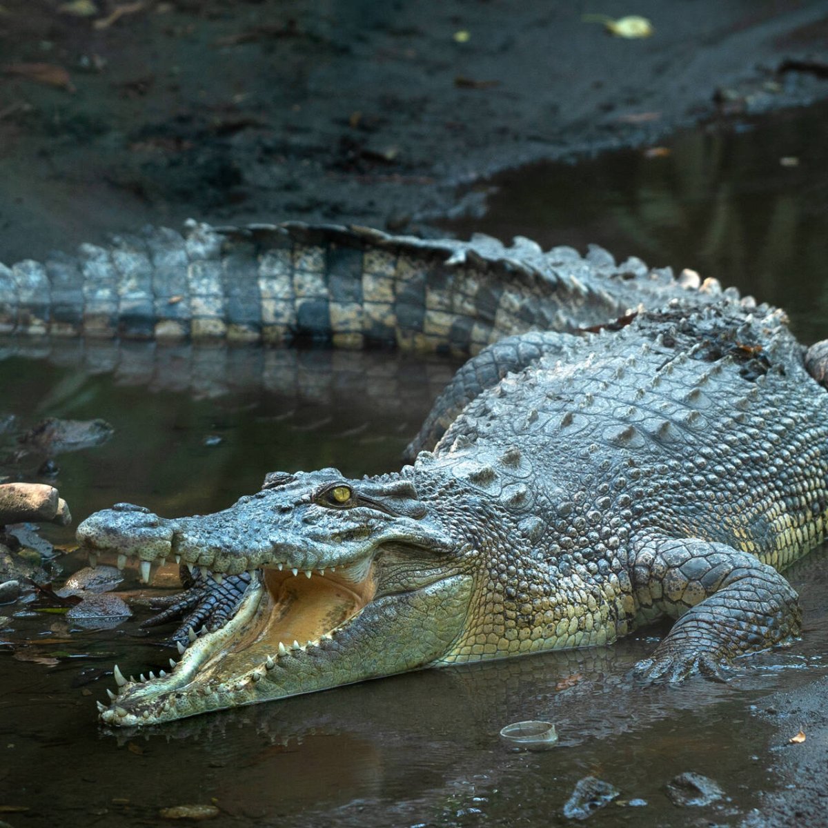 Река крокодилов