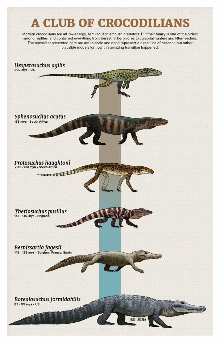 Крокодил плывет по воде