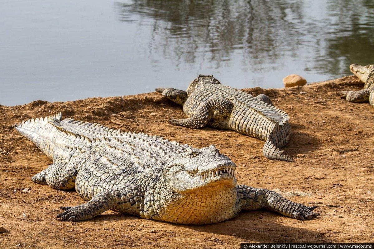Совокупление с крокодилом