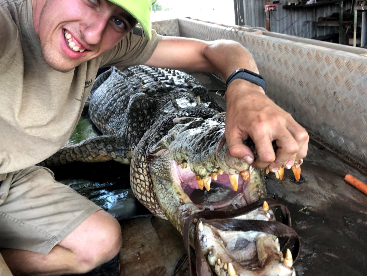 Крокодил улыбается