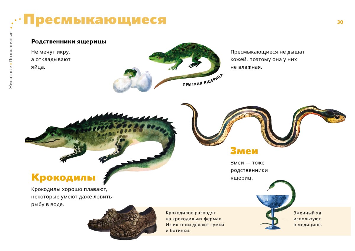 Что откладывают пресмыкающиеся