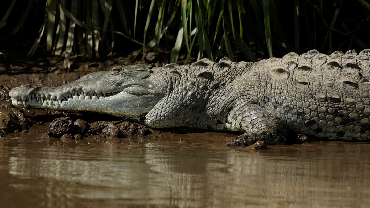 Современный крокодил