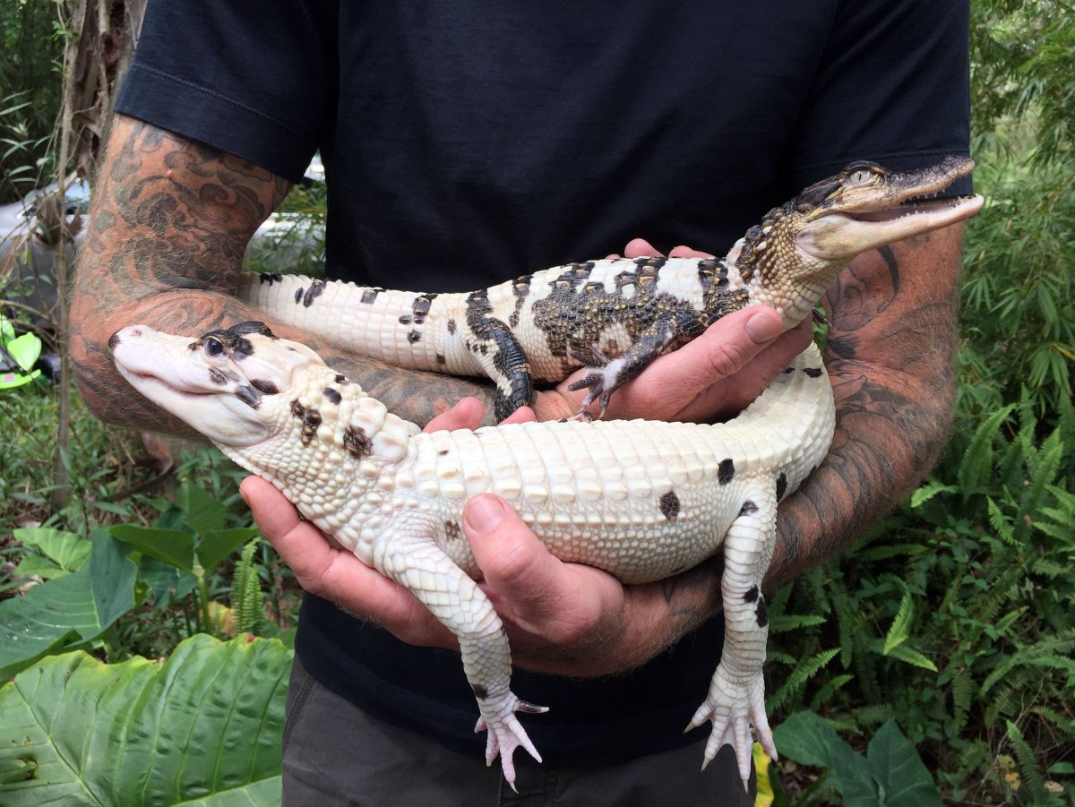 Добрый крокодил