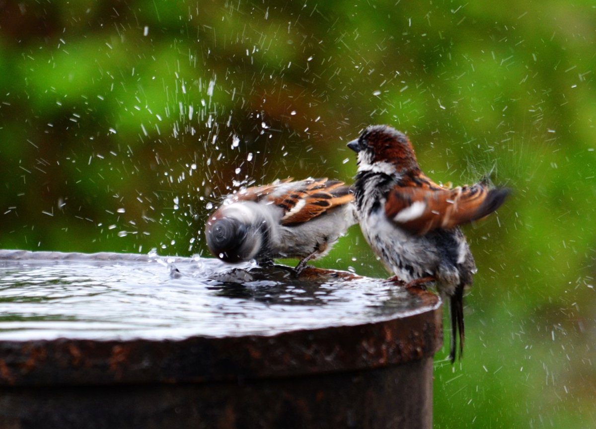Птицы в жару