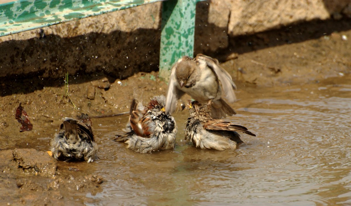 Гордый Воробей
