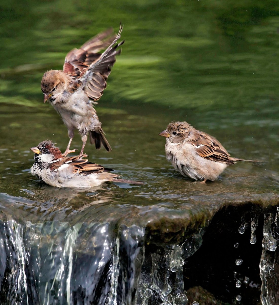 Воробей обои на телефон