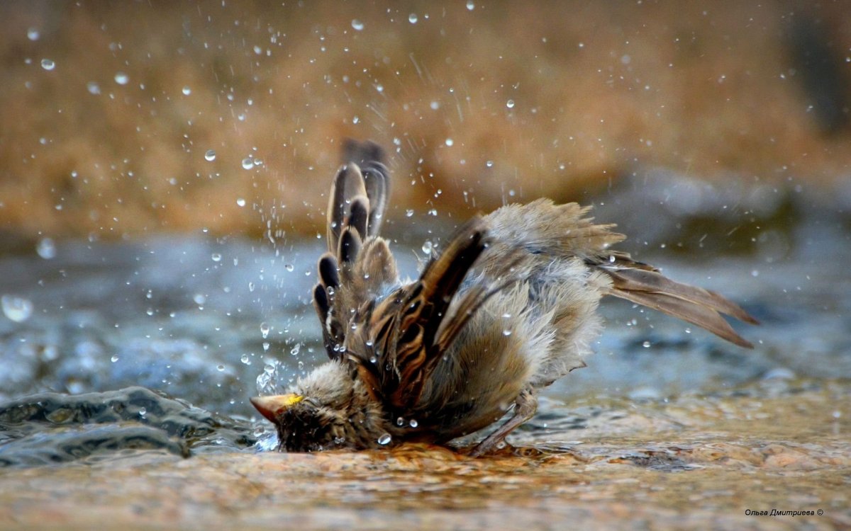 Птица под дождем
