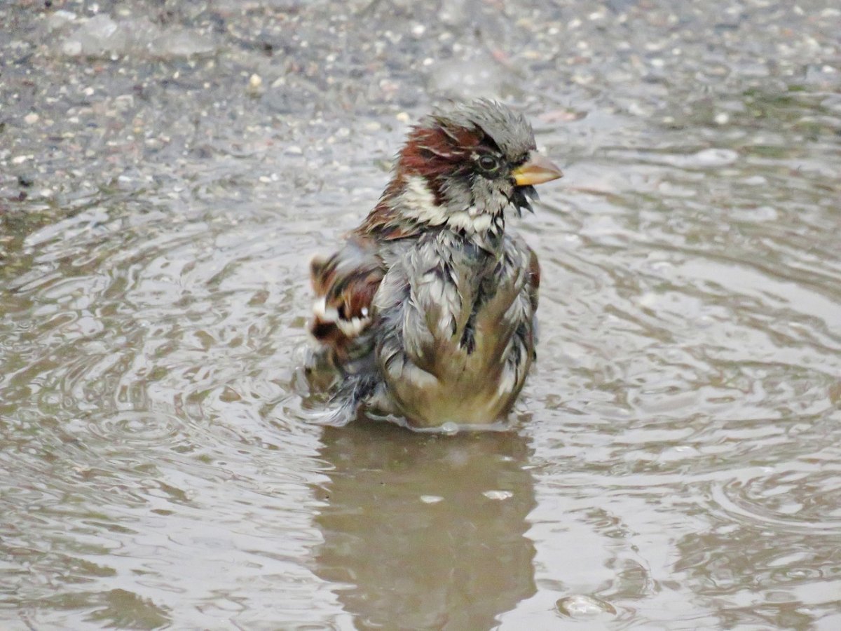 Весенний Воробей