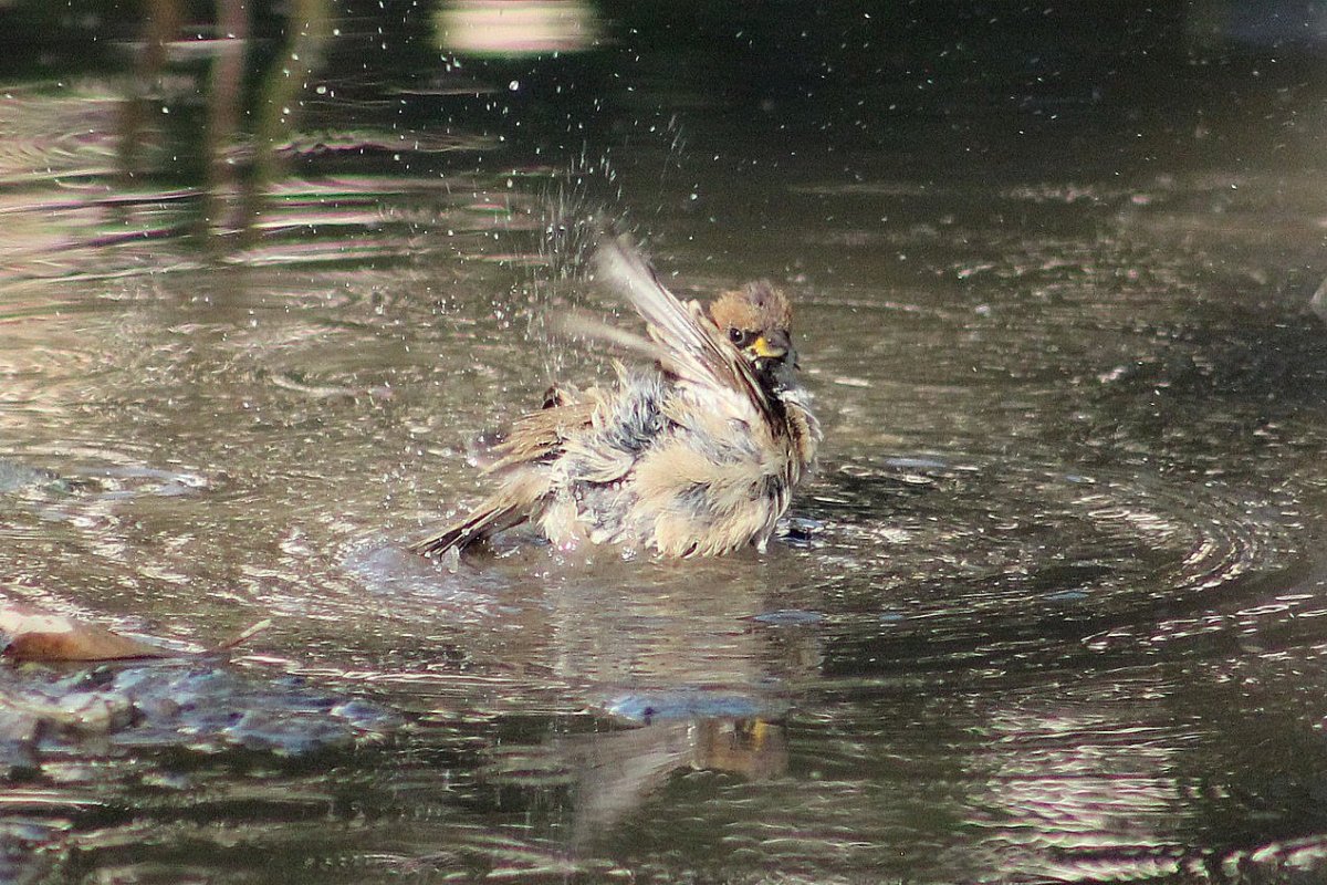 Птицы в луже