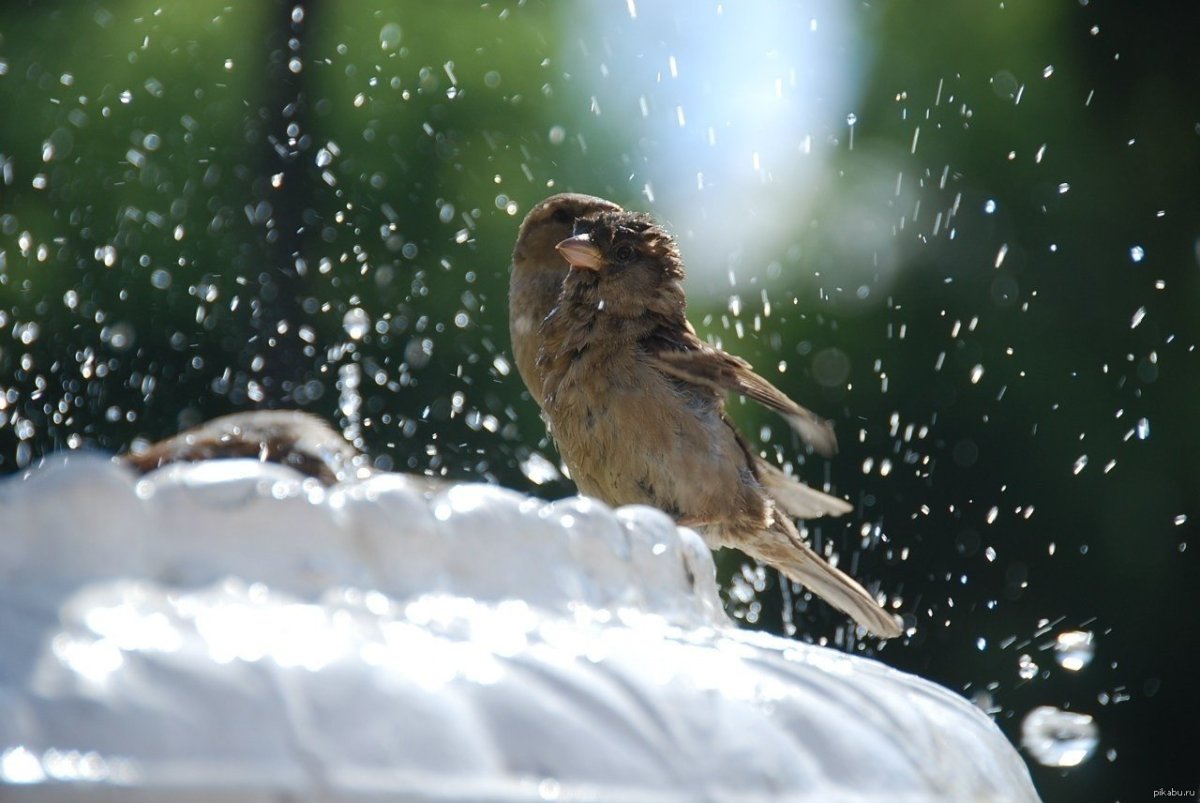 Воробьи весной