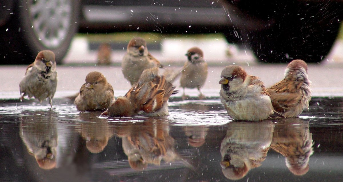 Два воробья под дождем